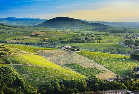 Foto des Partnerweinguts Jean-Claude Lapalu