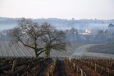 Photo du domaine partenaire Jo Landron