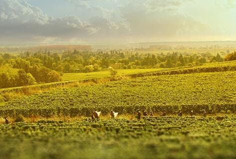 Photo du domaine partenaire Joblot