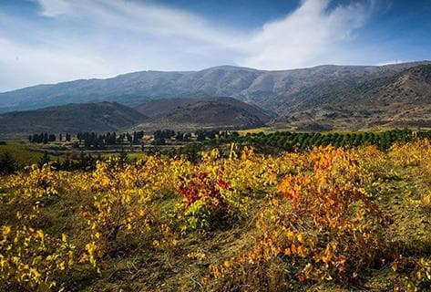 Photo of partner producer Kefraya