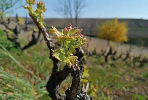 La grosse pierre - 4