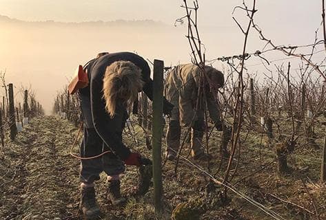 Foto des Partnerweinguts La Soeur Cadette