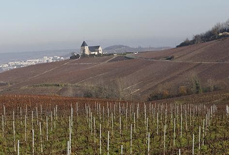 Photo du domaine partenaire Laherte Frères