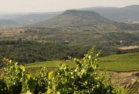 Photo du domaine partenaire Les Vignes Oubliées