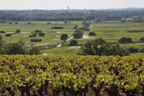 Photo du domaine partenaire Luneau Papin