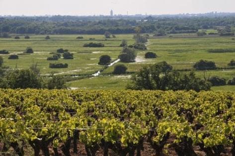 Photo du domaine partenaire Luneau Papin