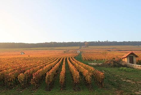 Photo du domaine partenaire Maillard et Fils