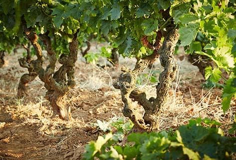 Photo du domaine partenaire Marc Kreydenweiss