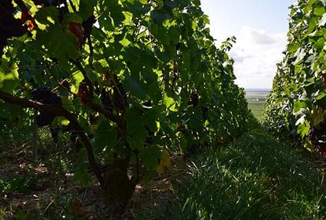 Photo of partner producer Marguet