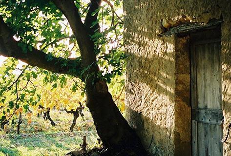Photo du domaine partenaire Mas Cal Demoura