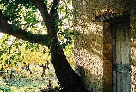 Photo du domaine partenaire Mas Cal Demoura