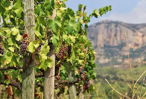 Photo du domaine partenaire Mas Doix