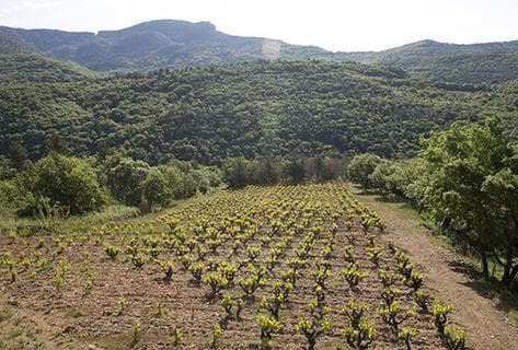 Photo du domaine partenaire Mas Jullien