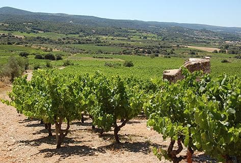 Photo of partner producer Mas Laval