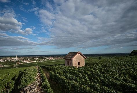 Michel Bouzereau et Fils - 2