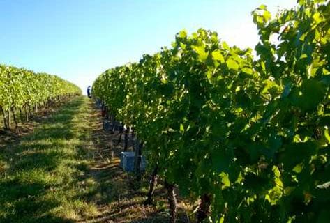 Foto des Partnerweinguts Naudin-Ferrand