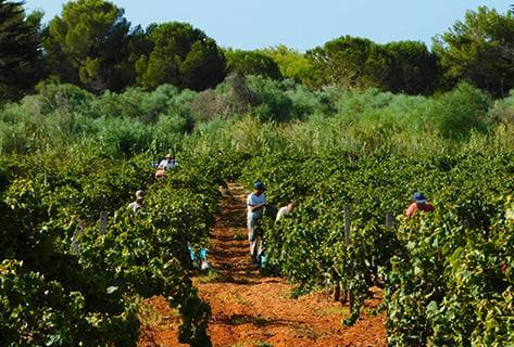 Photo of partner producer Nino Barraco