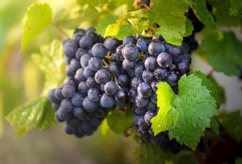 Foto des Partnerweinguts Patrick Bouju La Bohème