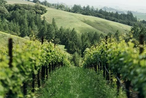 Photo du domaine partenaire Phelps