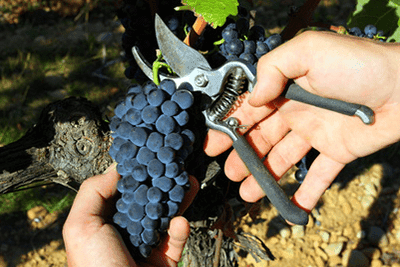 Foto des Partnerweinguts Philippe Alliet