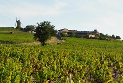 Photo du domaine partenaire Richard Rottiers