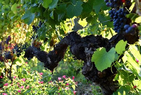 Photo of partner producer Sant Armettu