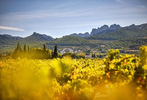 Photo of partner producer Santa Duc