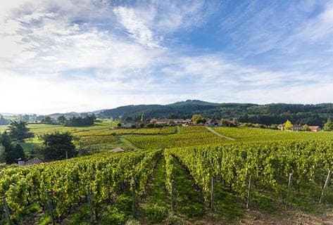 Foto des Partnerweinguts Sérol (Domaine)