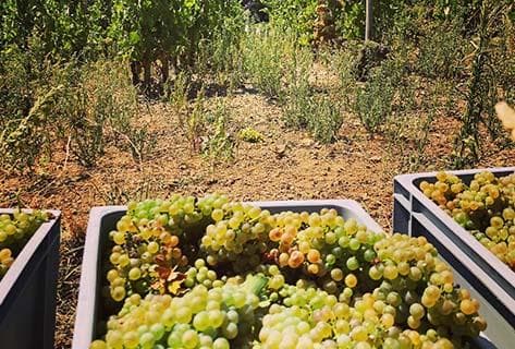 Photo du domaine partenaire Stéphane Ogier