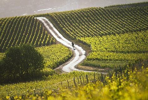 Photo du domaine partenaire Taittinger