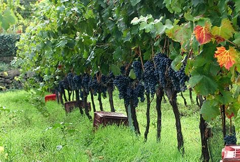 Tenuta delle Terre Nere - 2