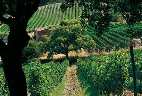 Photo du domaine partenaire Tenuta San Guido