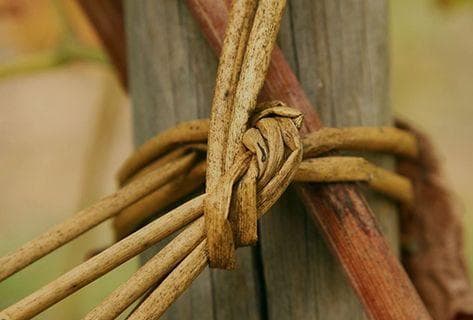 Foto des Partnerweinguts Tunnel
