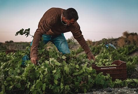 Photo of partner producer Vassaltis