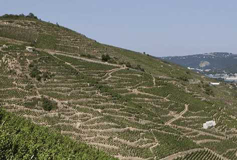 Photo du domaine partenaire Vignobles Levet