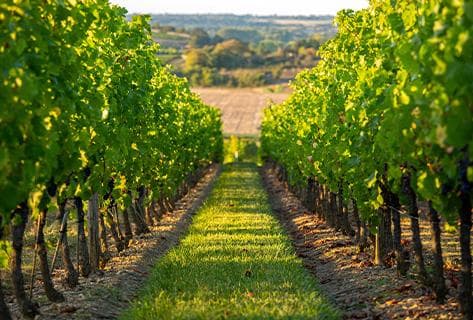 Photo du domaine partenaire Clos Naudin