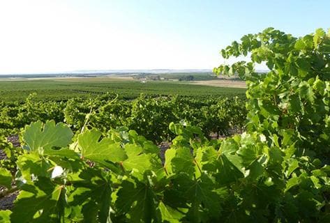 Photo du domaine partenaire Cantalapiedra Viticultores