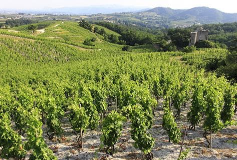 Photo du domaine partenaire Julien Cecillon