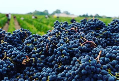 Foto des Partnerweinguts Château Léoville Barton