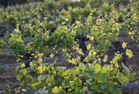 Photo du domaine partenaire Fumey-Chatelain