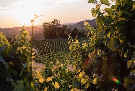 Photo of partner producer Domaine des Marnes Blanches
