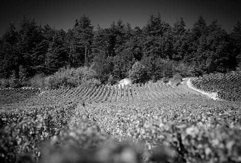 Foto des Partnerweinguts Belleville