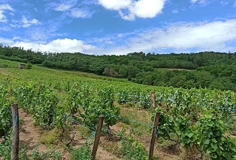 Photo du domaine partenaire Thillardon