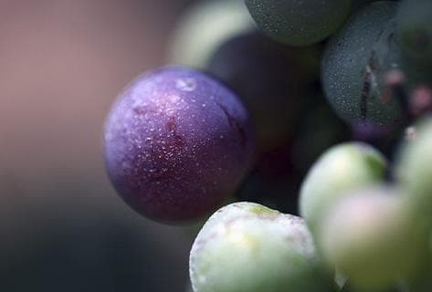 Photo of partner producer Domaine Kuheiji