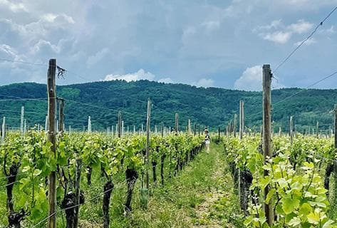 Foto des Partnerweinguts La Grange de l'Oncle Charles