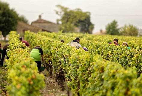 Photo du domaine partenaire Clos des Lunes