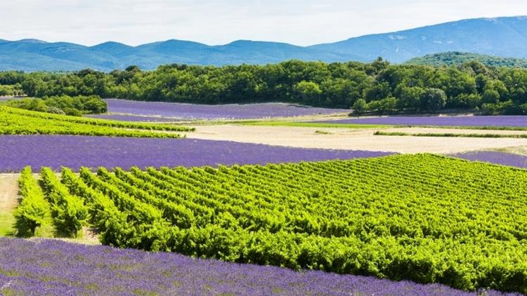 Provence lavendar fields alongside grapevines