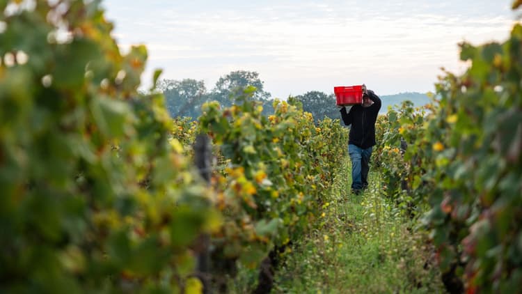 iDealwine - Hospices de Nuits vendanges 24