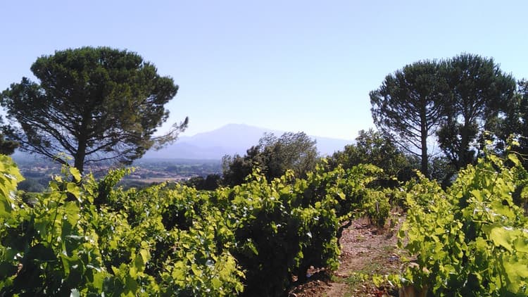 Font de Courtedune vignes