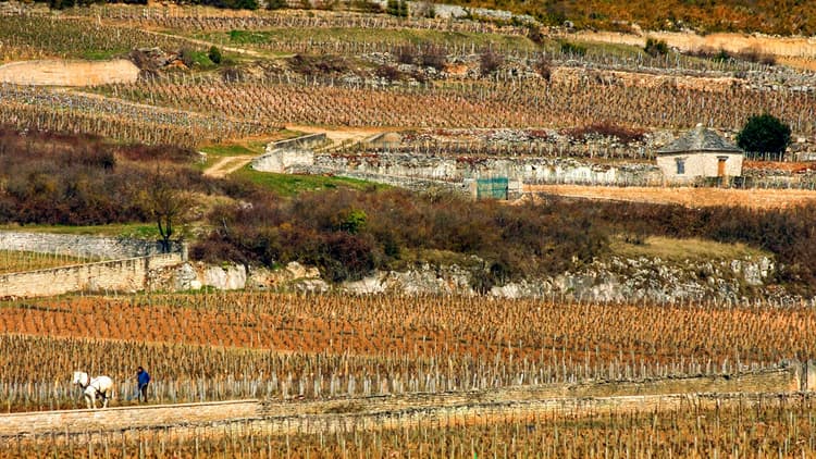 chassagne montrachet